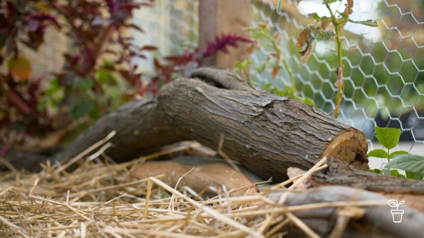 Inside a wired enclosed with straw on the ground, a log and plants