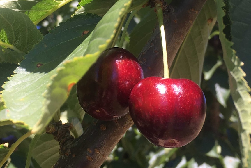 Cherries ripe for the picking