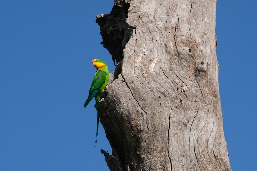 A colourful parrot on a tree.