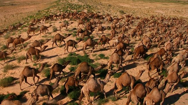 A feral camel herd in the Simpson Desert