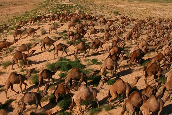 An aerial shot of a large group of feral camels running through the desert.