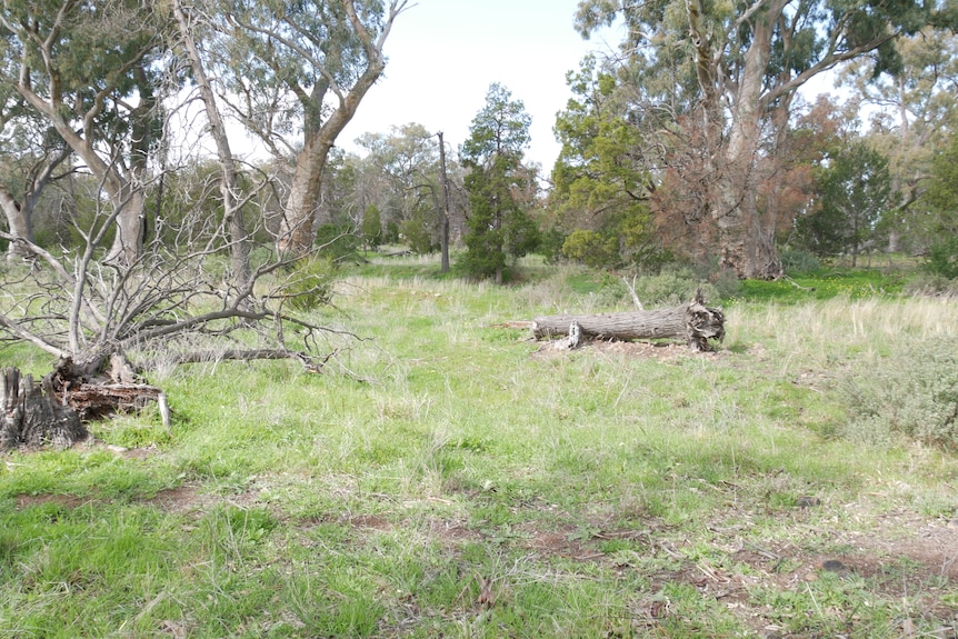 Long grass and trees dot the wilderness on Aunty Zarna's property in the Flinders Ranges
