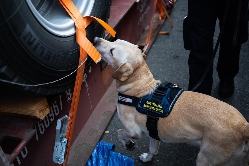 A golden retriever sniffer dog sniffes a tyre at a Sydney port