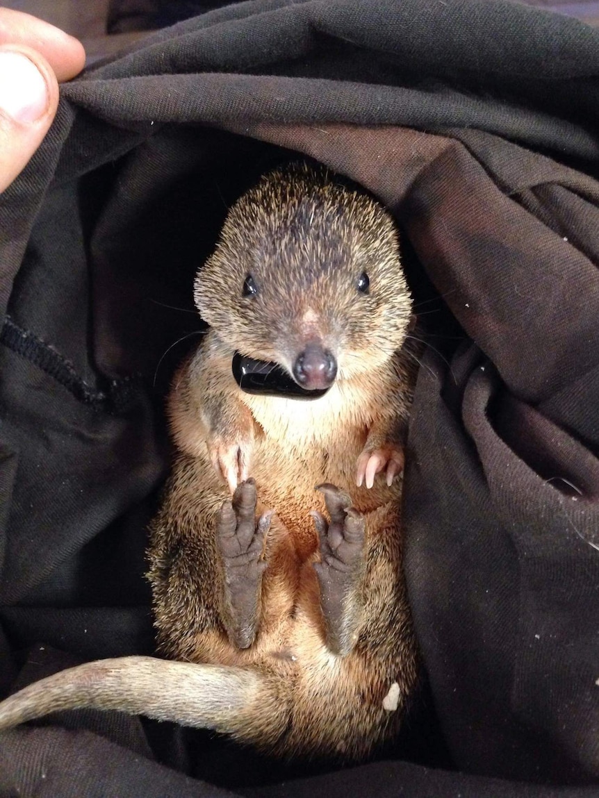 A golden bandicoot wearing a Department of Parks and Wildlife tracking collar.