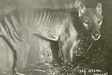 A captive Tasmanian Tiger