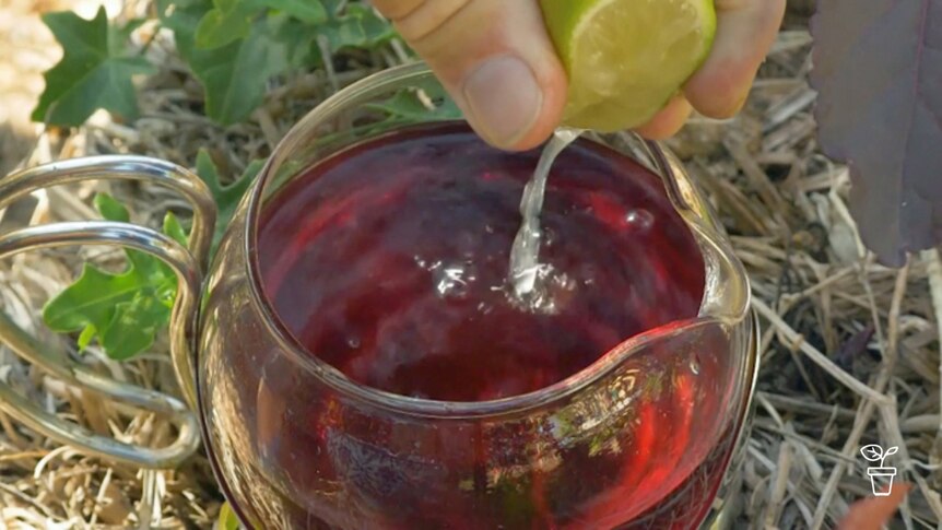 Lime being squeezed into teapot filled with red liquid