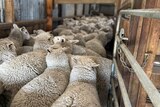 Sheep being funneled through the inside of a shearing shed