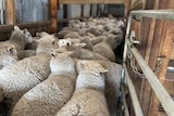 Sheep being funneled through the inside of a shearing shed