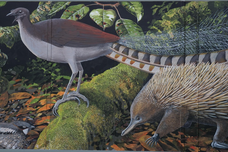 A mural depicting a lyrebird and an echidna.