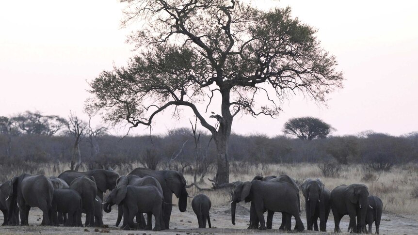 Elephants in Zimbabwe