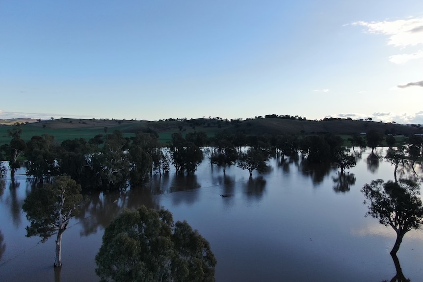 Drone photo of floodwaters from the Murrumbidgee River 