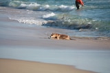 A dingo lies on the beach.