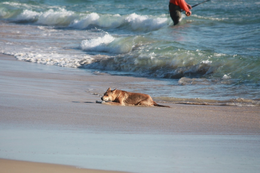 A dingo lies on the beach.