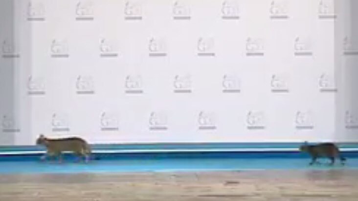 Cats walk onto the main stage of the G20 Antalya summit