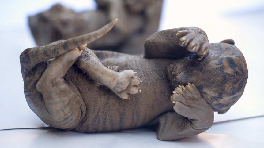 The body of a dead unborn tiger with its paws covering its face rests on a table.