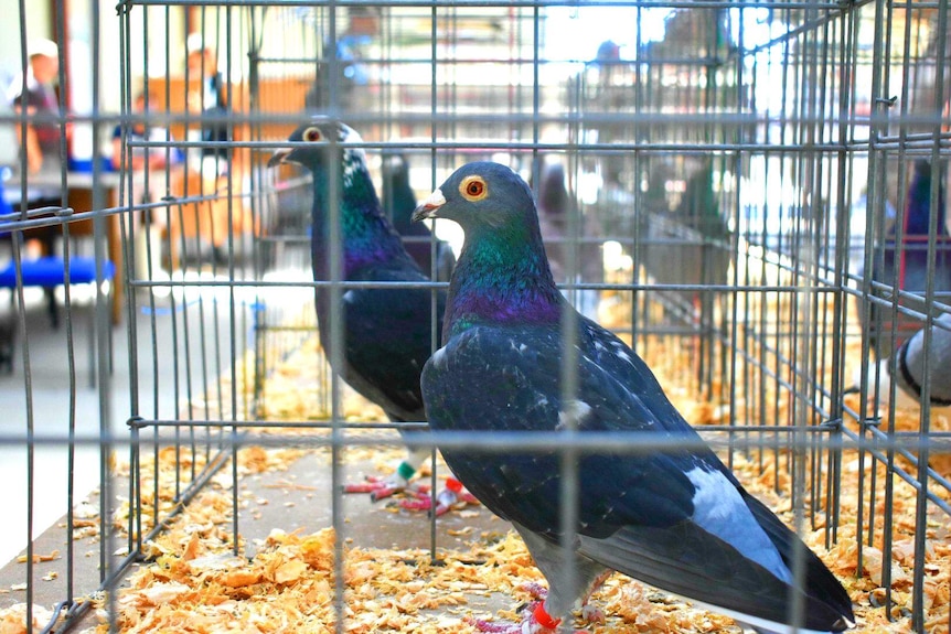 Racing pigeons