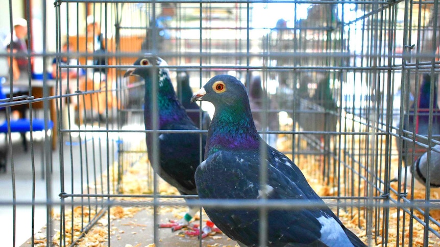 Racing pigeons