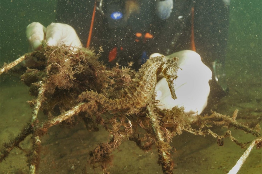 A seahorse in Parsley Bay