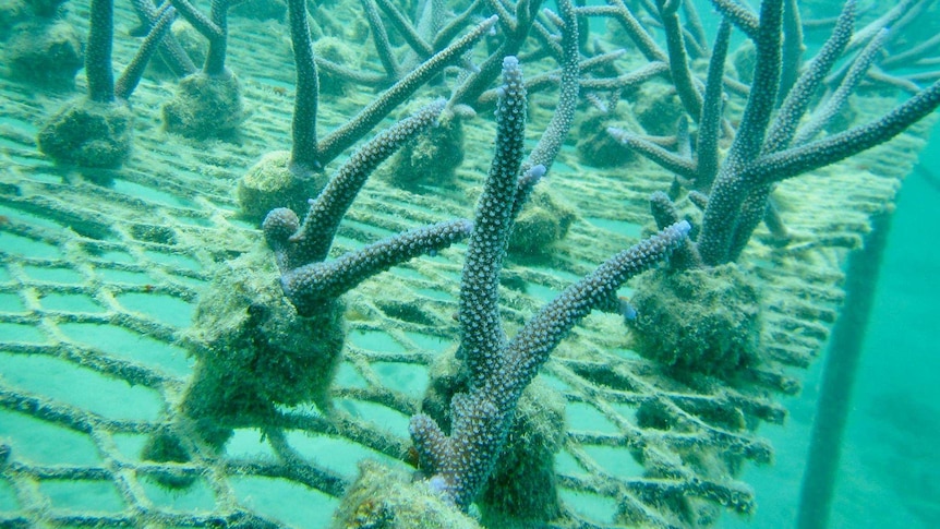 Tens of long coral grow underwater.