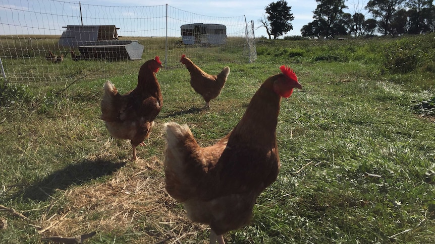 Three chickens in front of a portable fence on a green paddock.
