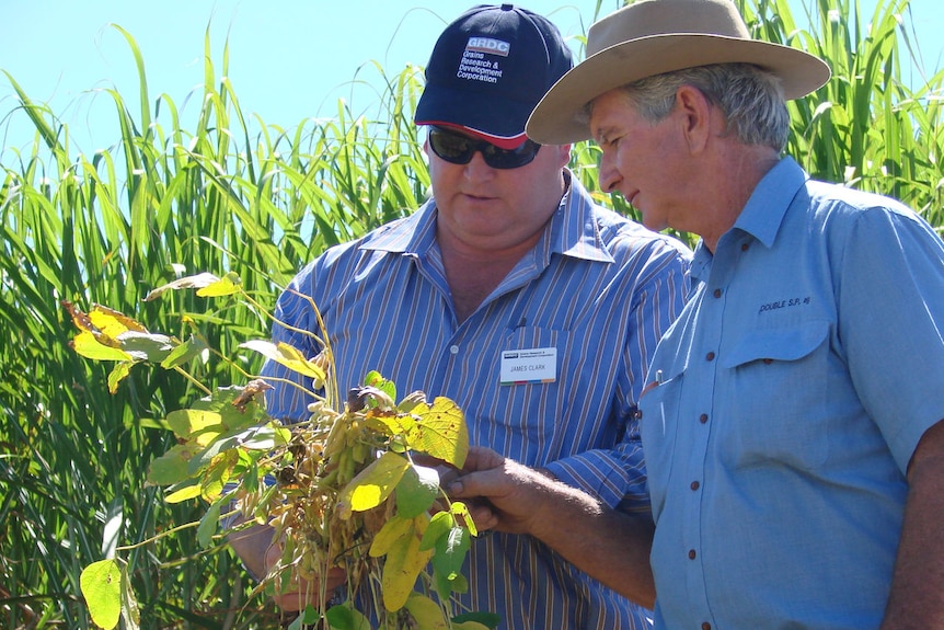 James Clark inspects a soybean crop with grower Des Randall