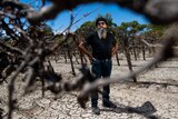 Riverland grape grower Peter Singh stands amid his vineyard.
