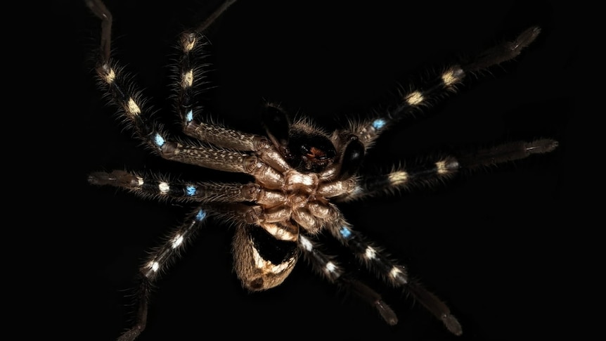 A spider with bright spots on its legs and a shield patter on its abdomen.