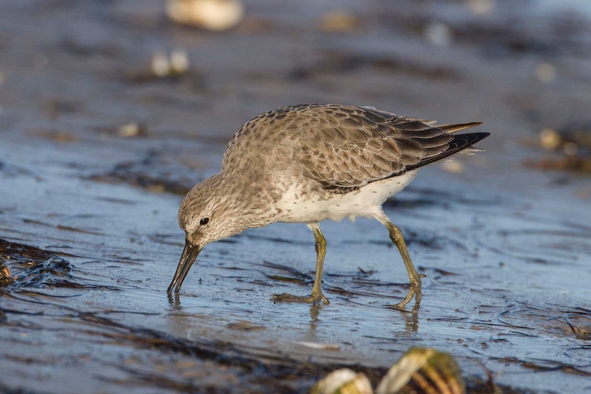 A red knot with its beak in the water forages for food.