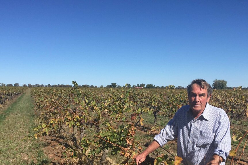 Colin Campbell stands amongst his vines at Campbells Wines in Rutherglen.