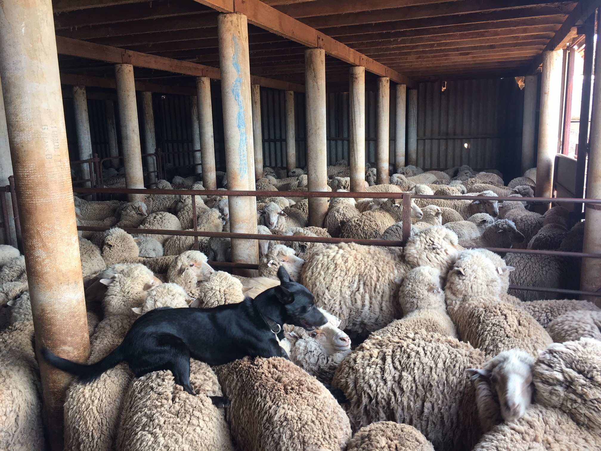 A black dog sits on the back of sheep with full wool inside a shearing shed