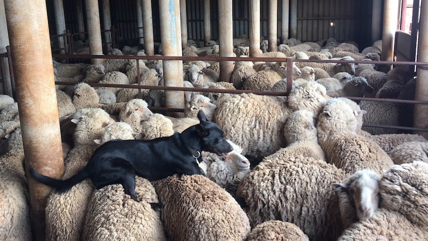A black dog sits on the back of sheep with full wool inside a shearing shed