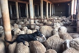 A black dog sits on the back of sheep with full wool inside a shearing shed