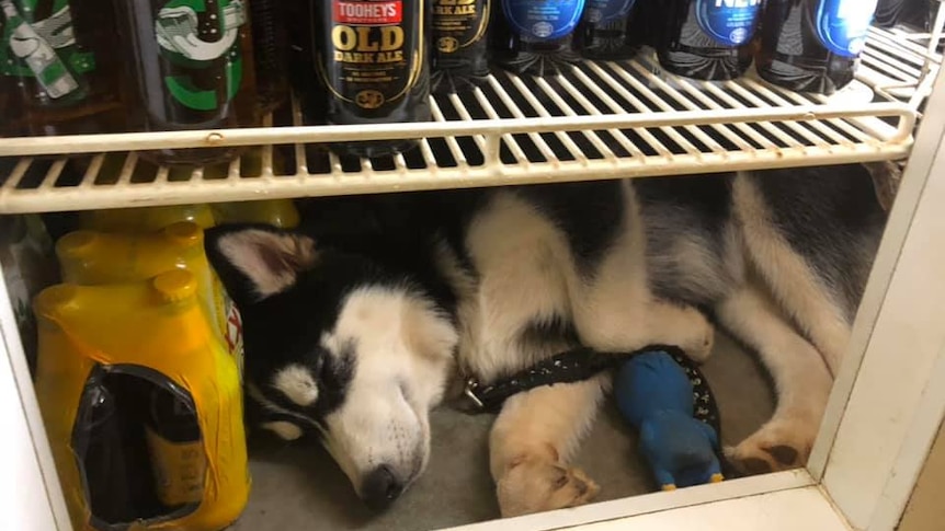A husky lying down resting in the bottom of a bar fridge indoors behind the counter of a roadhouse.