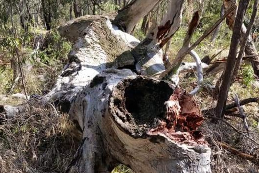 A felled tree in Gelorup