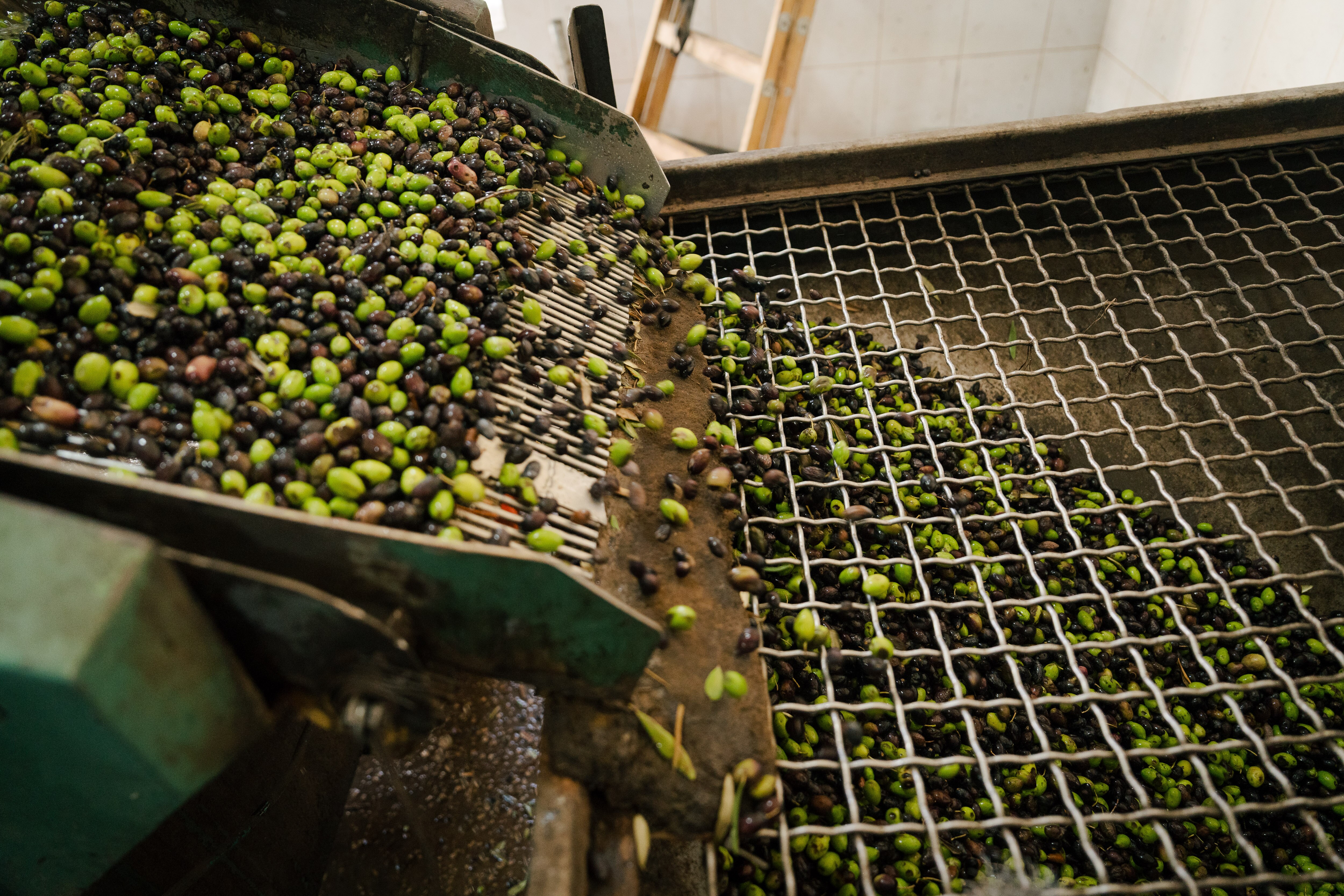 Olives being washed sifted through a machine