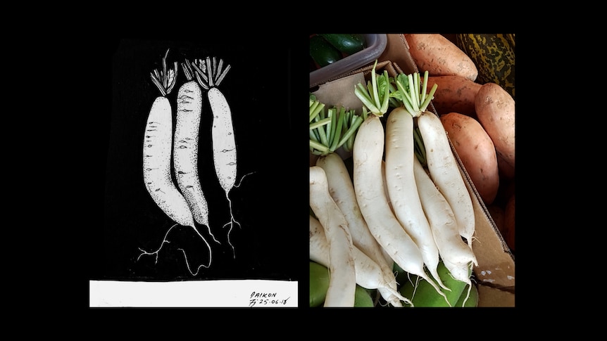 An illustrated image of daikon. Daikon is a long white root vegetable, like a carrot.