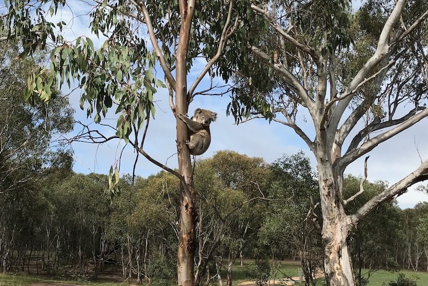 A koala up a tree 