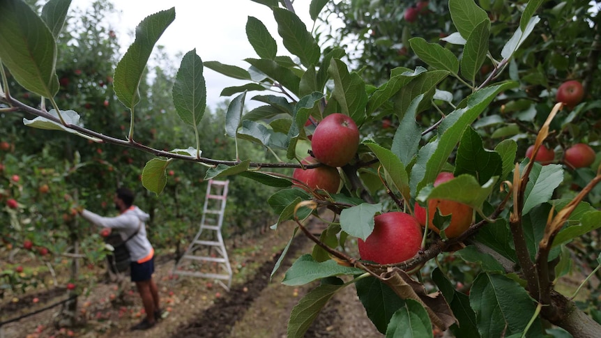 A worker picks fruit in an apple orchard.