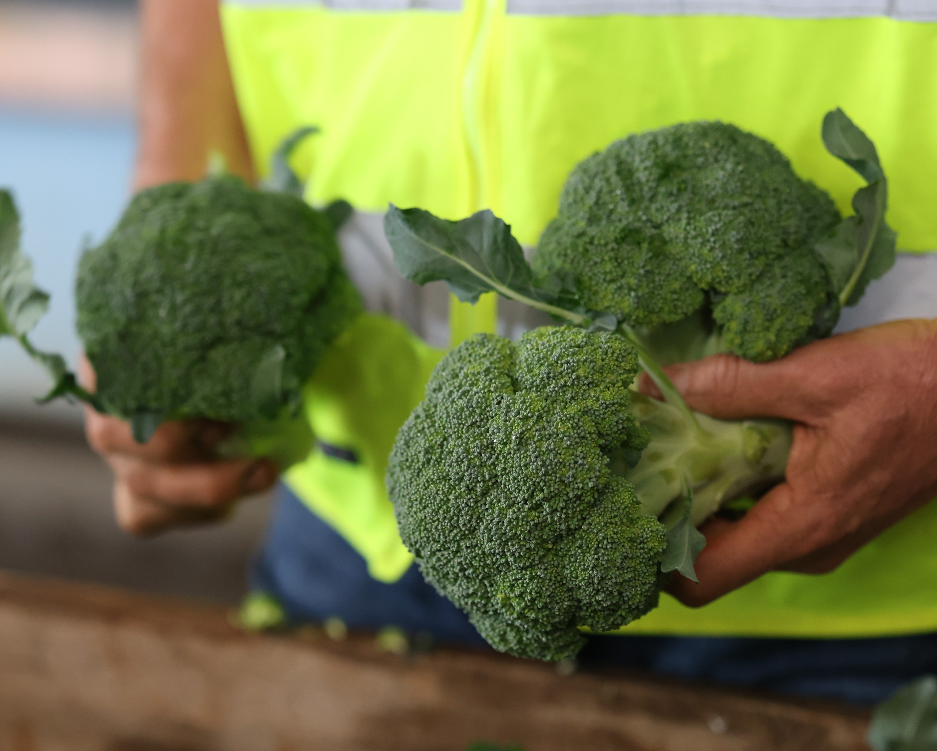 Un hombre sostiene tallos de brócoli en la mano.