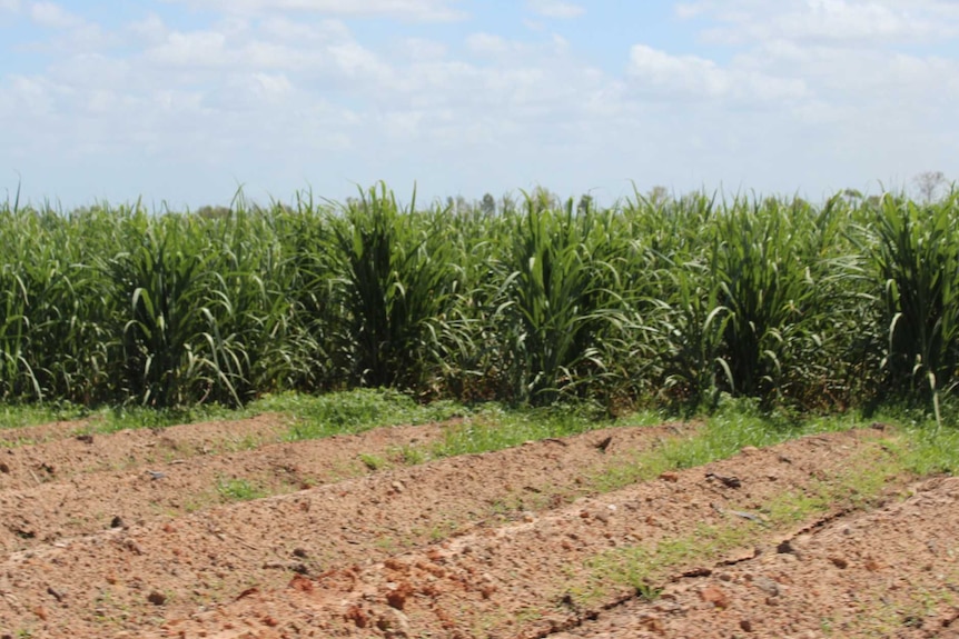 Sugar cane growing in Queensland's Burdekin region