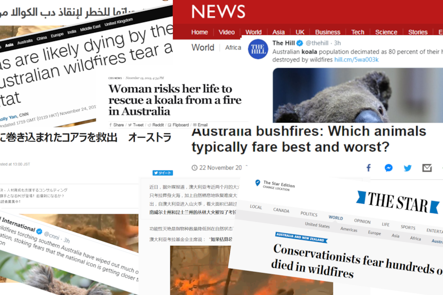 Headlines about koala losses following the Australian bushfire crisis.