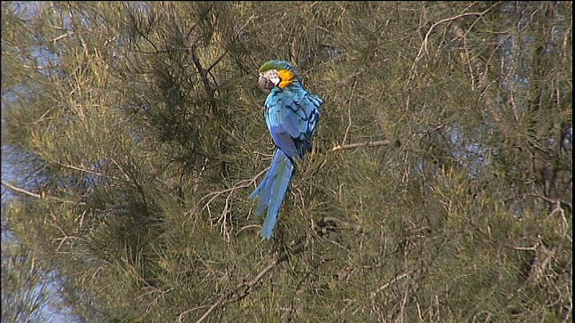 Macaw on the loose