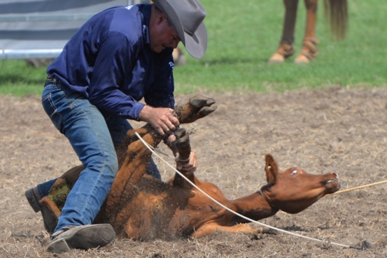 Cowboy attache les jambes des mollets