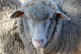 Close up Merino sheep