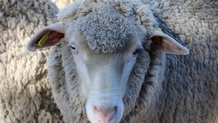 Close up Merino sheep