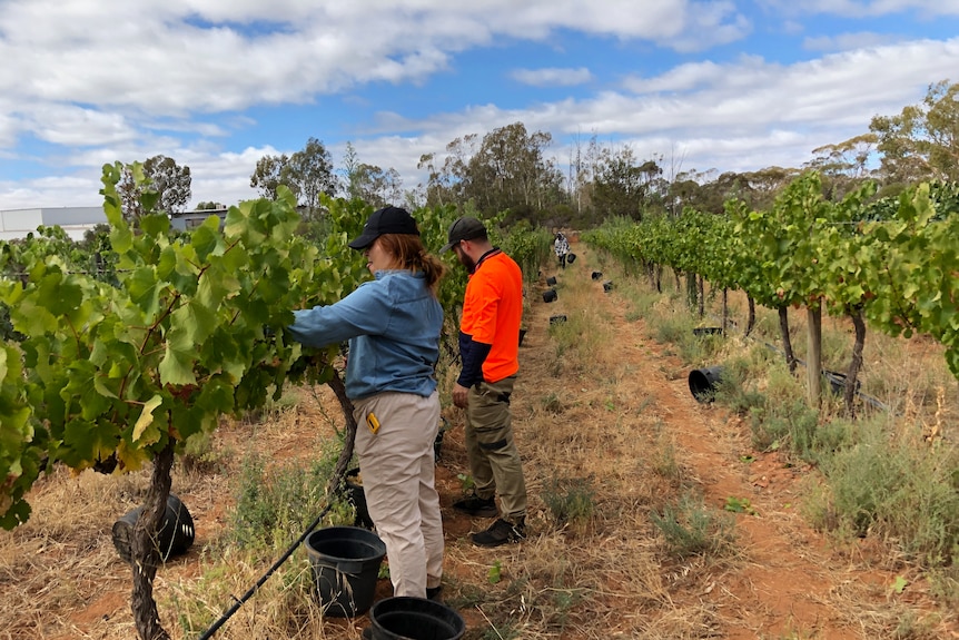 Two people work in a vineyard, picking grapes.