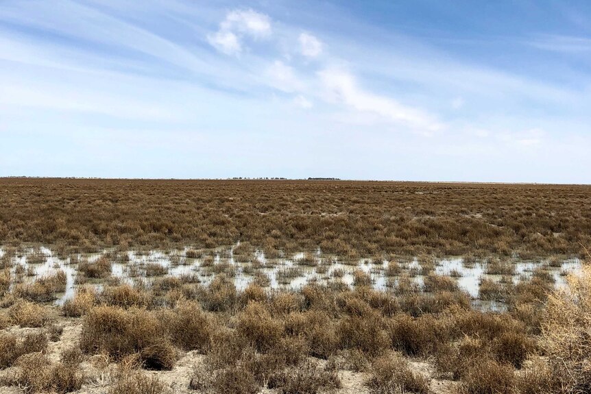 Saltbush growing on one of the Nimmie-Caira wetland's vast plains.