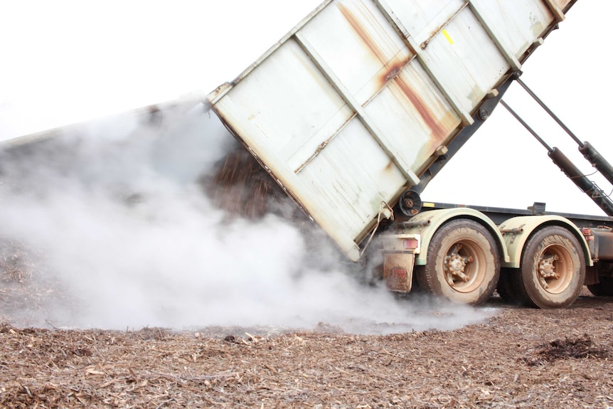 A truck tips steaming tree leaves and branches after being pressed for their oil