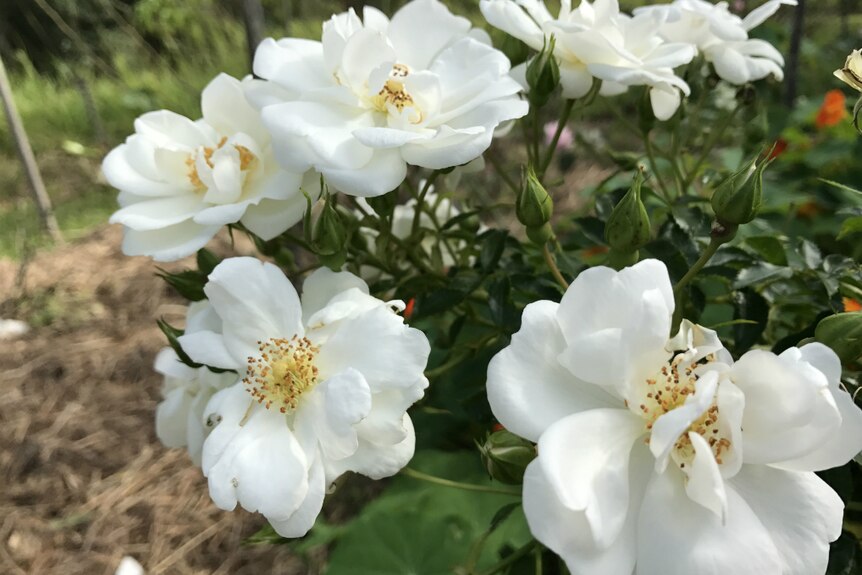 White rose flowers on a bush.