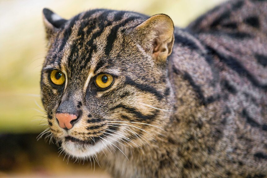 The search for the fishing cat - ABC Radio National